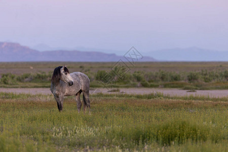 一匹野马种日出inteh犹他州沙漠图片