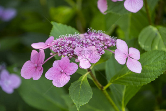 花园中的紫色大叶花朵HydrangeaMicrop图片