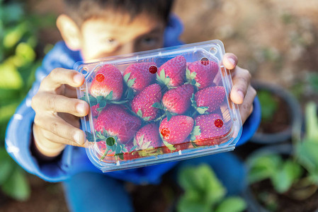 小男孩赫蒙部落手中握着泰国草莓种植厂的草莓包装清洁箱图片