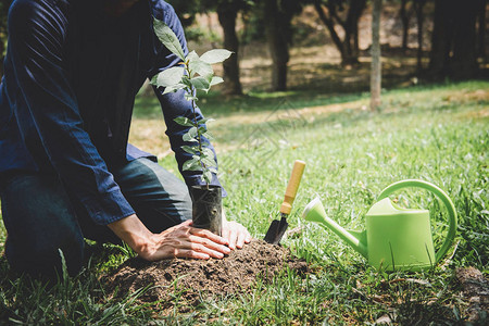 年轻人的两只手在花园里种植幼苗和生长成土壤的树木图片
