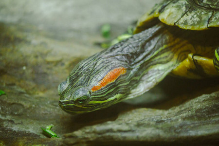 红耳龟是一种起源于密西比河的乌龟美国图片