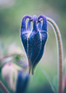 Columbine花的春蓝花图片