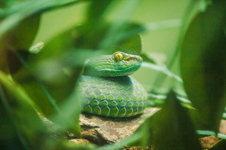 红树林毒蛇是毒蛇严重中毒和快咬背景图片