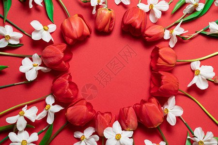红色背景上美丽的红郁金香和图片