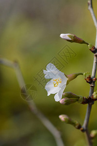 富士樱花Kojonomai拉丁名PrunusincisaKojo图片