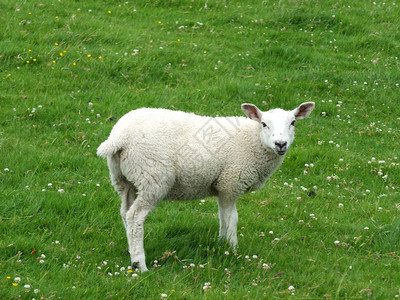 春天的羔羊站在田野里看着相机图片