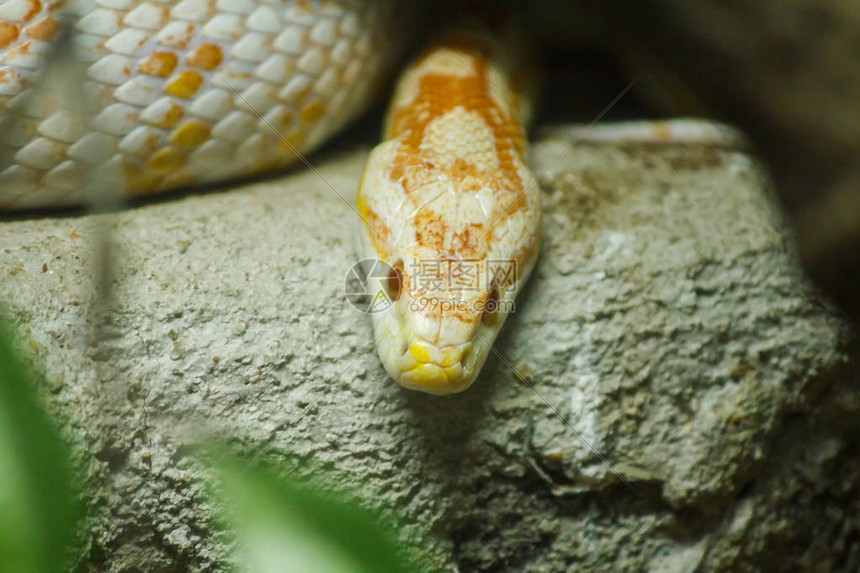 玉米蛇是一种流行的蛇通过缩小Found在美国东南部和中部地区图片
