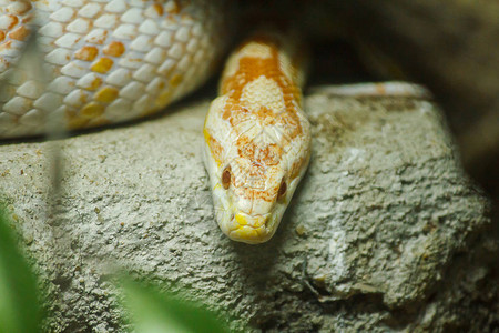 玉米蛇是一种流行的蛇通过缩小Found在美国东南部和中部地区图片