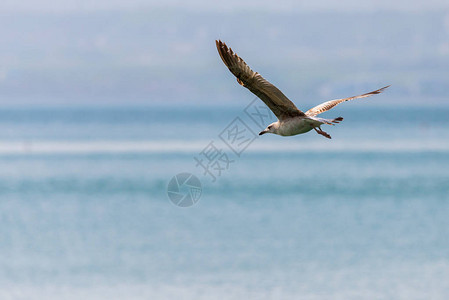 海鸥飞过蓝色的水背景自然观图片