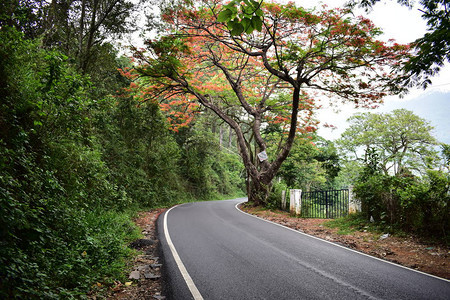 蒙纳到博迪纳亚卡努尔公路旅行五颜六色的树木图片