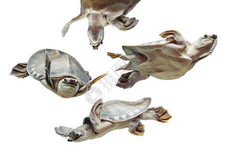 Carettochelysinsculpta白色背景上有趣的海龟的集合水生动物的孤立图像不同姿势的快乐图片