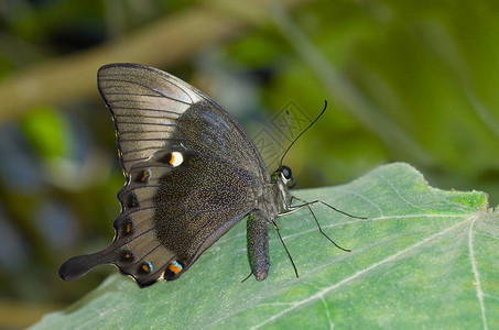美丽的黑色热带蝴蝶栖息在绿叶上图片