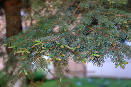 常绿针叶树富有质感的叶子图片