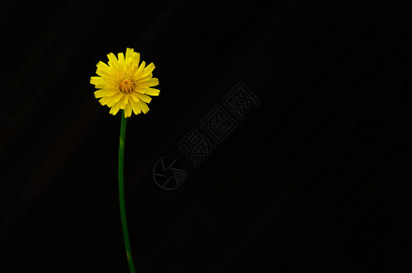 花朵的黄色颜在暗底背景与文字图片