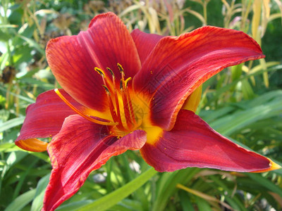 花园夏天一头大红虎Lily关闭明亮的红色图片