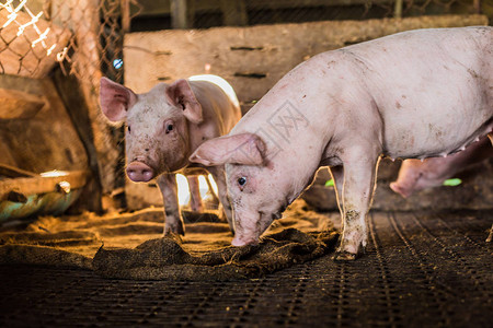 小猪,农村猪田小猪在土壤背景