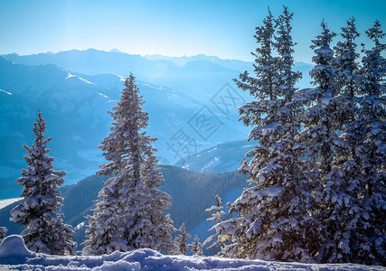 ZellAm的阿尔卑斯山丘上雪花薄饼树在山图片