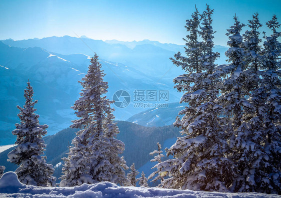 ZellAm的阿尔卑斯山丘上雪花薄饼树在山图片