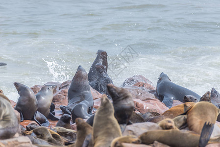 非洲纳米比亚大西洋沿岸开普克罗斯的海豹栖息地查看海岸线和波图片