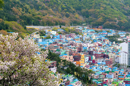 韩国釜山萨哈区滨海山坡上色彩鲜艳色彩鲜艳的甘川文化村风景秀背景图片