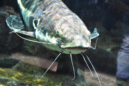 水族馆里的鲶鱼图片