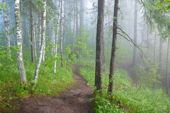 迷雾森林的早晨图片