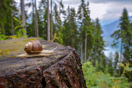 瑞士森林树桩上孤独的蜗牛图片