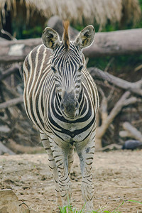 动物园里的ZEBRA吃草斑马被归图片