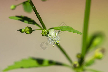 紧贴澳门茶图片