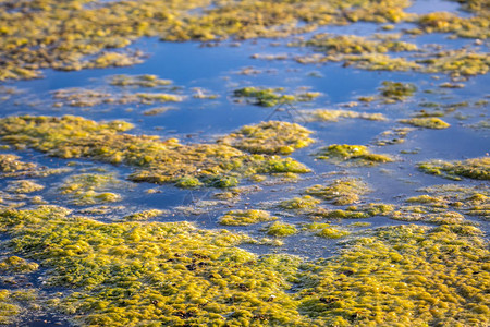 池塘表面的绿色漂浮水藻类在水面种植绿图片