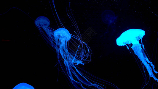 美丽的水母在水中霓虹灯中移动图片