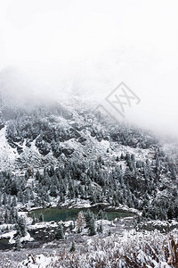 冬湖山湖岸边针叶林中的雪图片