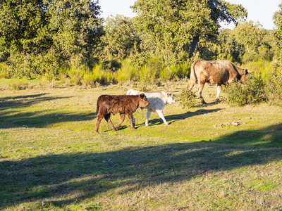在萨拉曼卡西班牙Deheesa的牧牛群图片
