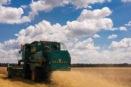 联合机正在农田收割燕麦在麦田工作的联合收割机联合收割机切割成熟图片