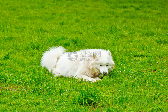 一只毛茸的白狗在绿草坪上快乐地玩耍图片
