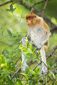 是一种红褐色的旧大陆树栖猴背景图片