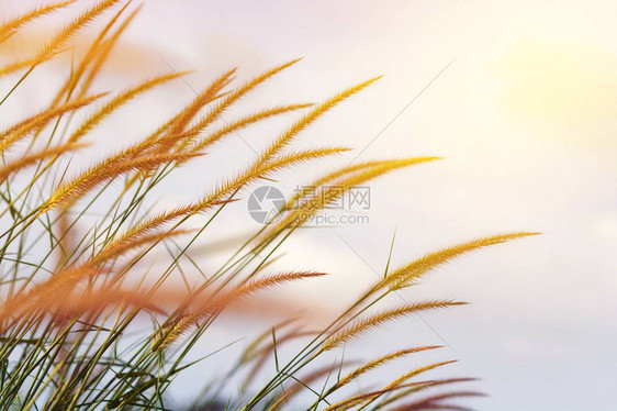 大自然鲜花背景户外图片