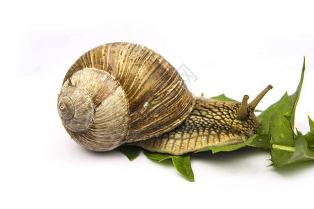 蜗牛与绿叶上白色隔离图片