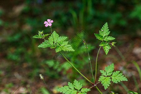 美丽的春花草原鲜花图片