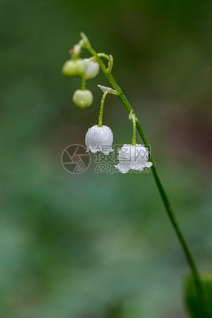 山谷中美丽的春花百合花紧闭图片