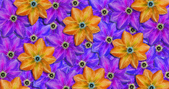 夏季花朵的明亮彩色装饰品clematis花朵图片
