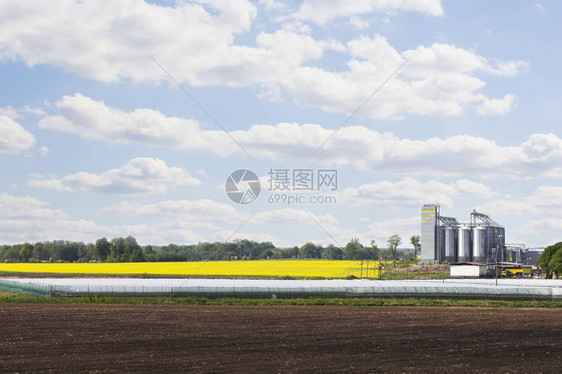 菜籽花田清洁和储存农产品面粉谷类和谷物的图片