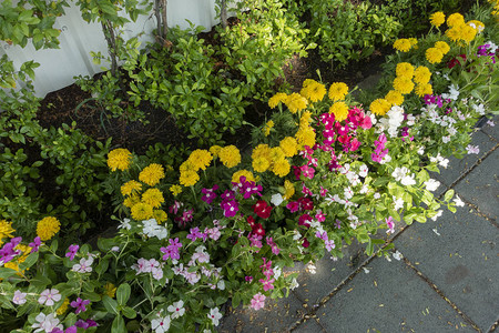 花园里生长着动物植这些植物都图片