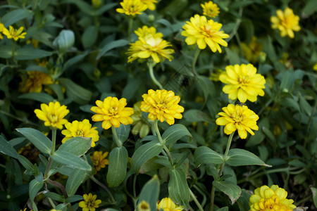 花园里生长着动物植这些植物都图片