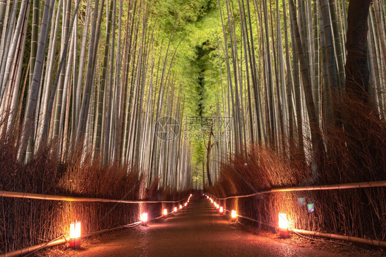 日本京都阿拉希山的天然竹林青山竹林之夜图片