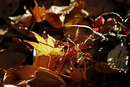 落叶榆树秋天的日式落叶静物背景