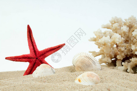 白背景上的海沙星珊瑚和卵石休息的概图片