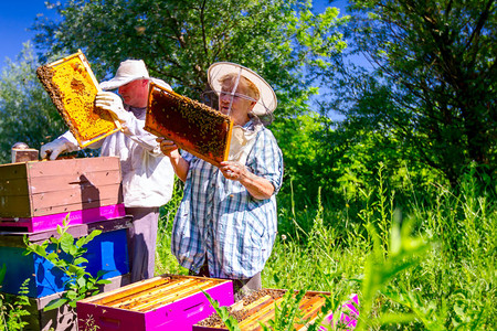 高级养蜂员正在取出木板上的蜂窝来控制蜜蜂图片