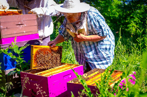 高级养蜂员正在取出木板上的蜂窝来控制蜜蜂图片