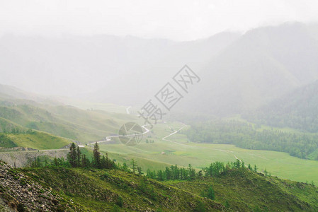 山区蜿蜒道路背景上的针叶树图片